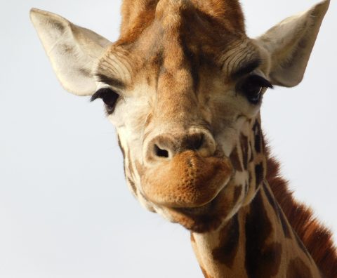 Giraffe with a grumpy face. 
